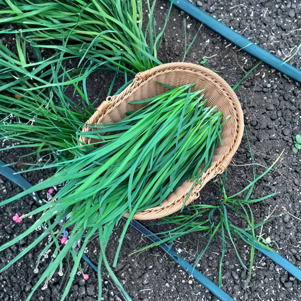 Garlic Chives Plants Bare Root 40 Count | Allium tuberosum Edible Herb Garden Starter | Chinese Chives Perennial Herb