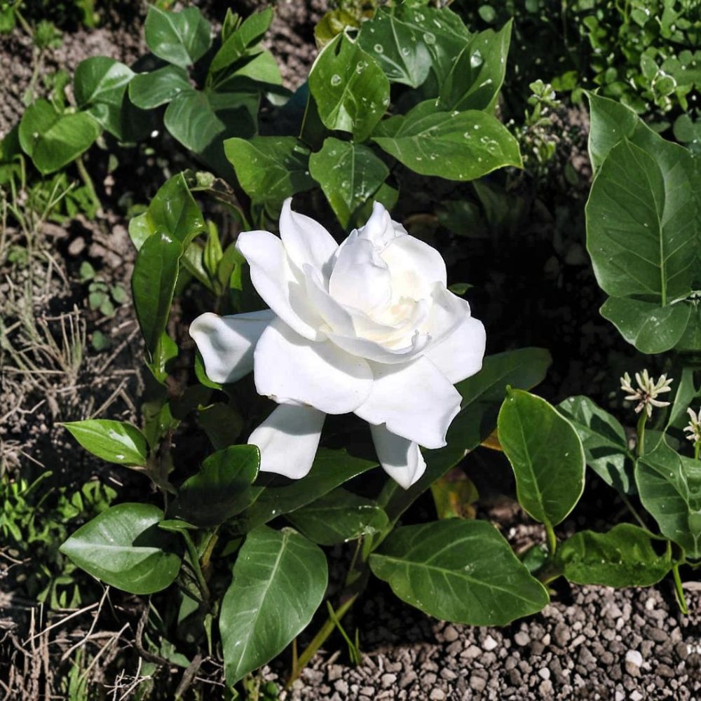 Gardenia Live Plants – 2 Bare Root Heirloom Cape Jasmine Shrubs with Fragrant White Flowers, Evergreen, Gardenia jasminoides
