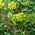 Telosma cordata Starter Plant | 2.5 Inch Pot | Fragrant Pakalana Vine | Tropical Climber | Chinese Violet Cowslip Creeper