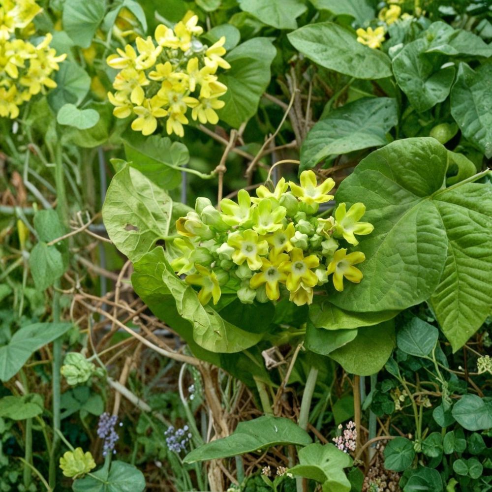 Telosma cordata Starter Plant | 2.5 Inch Pot | Fragrant Pakalana Vine | Tropical Climber | Chinese Violet Cowslip Creeper