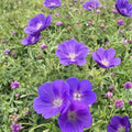 Orion Geranium Seeds – 25+ Pelargonium Flower Seeds for Garden & Containers – Vibrant Blooms & Easy Growth