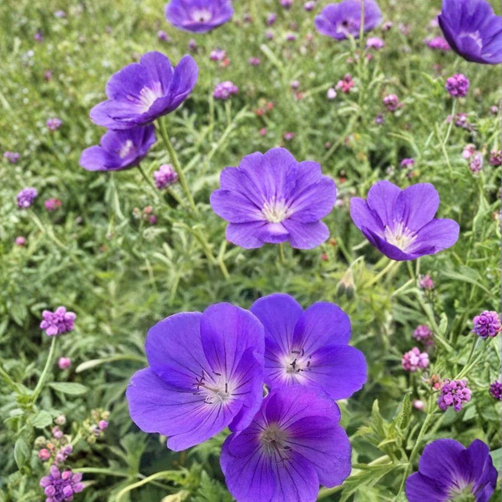 Orion Geranium Seeds – 25+ Pelargonium Flower Seeds for Garden & Containers – Vibrant Blooms & Easy Growth