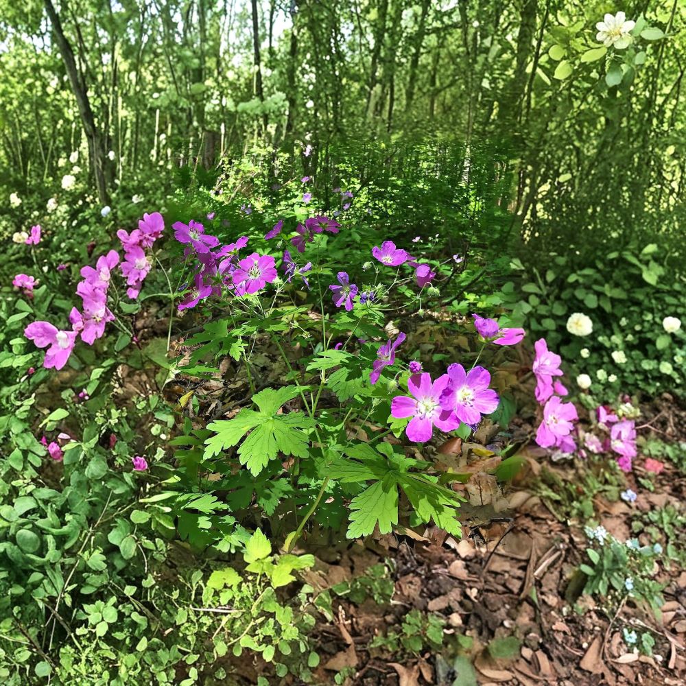 Wild Geranium Root Divisions – 5 Live Hardy Perennial Plants, Purple Blooming, Geranium maculatum