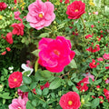 Red Knock Out® Rose Live Bush Plant | 3 Gallon Container | Cherry Red Blooms | Disease-Resistant Earth-Kind® Shrub Rose