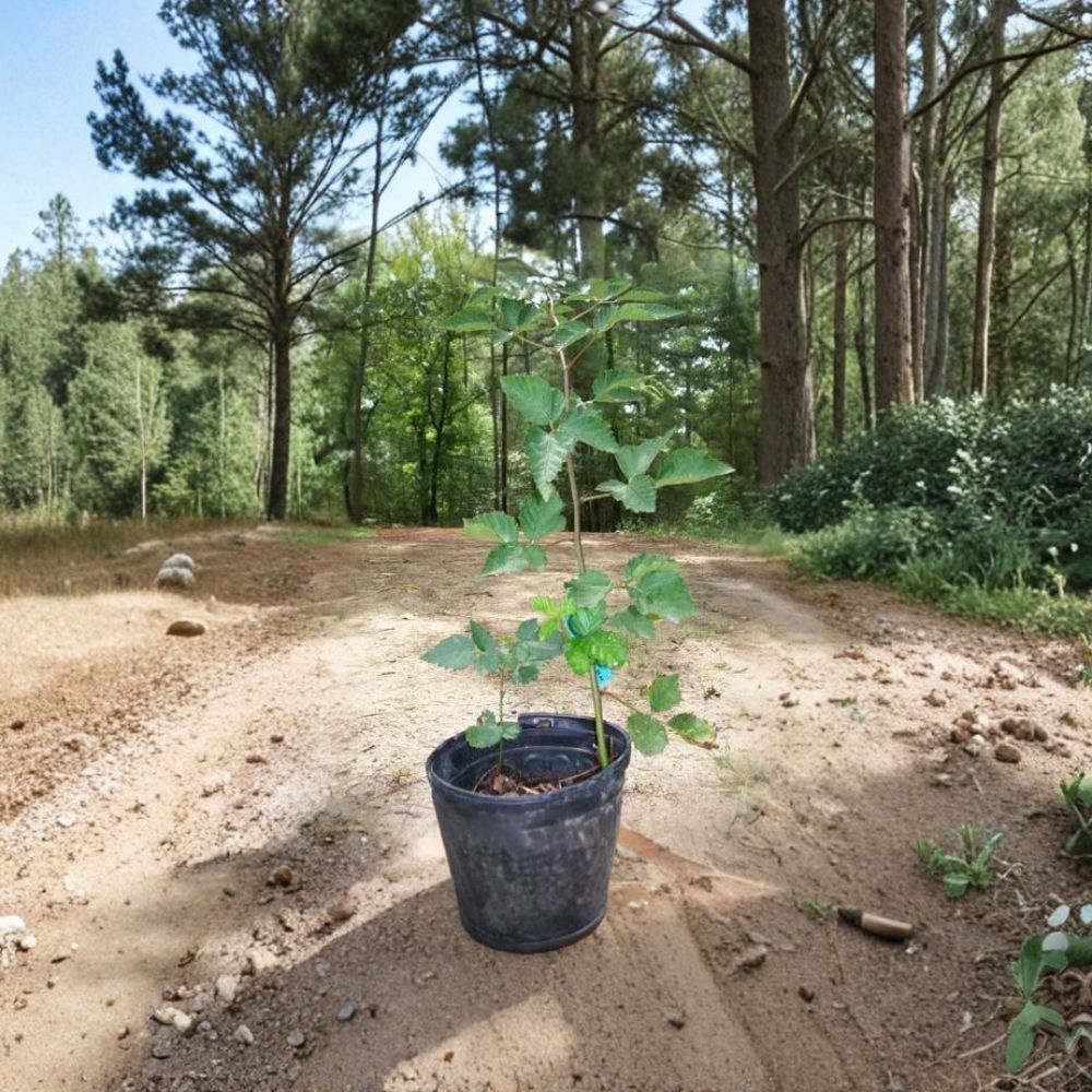 Ouachita Thornless Blackberry Plant 1 Gallon, Rubus 'Ouachita', Sweet Juicy Blackberries, Thornless Berry Bush for Home Gardens