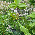 Bigleaf Magnolia Tree Live Plant | 12-30 Inch Starter | Magnolia macrophylla | Ornamental Flowering Tree for Garden