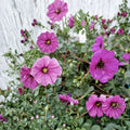 Subcaulescens Geranium Seeds – Hardy Perennial Flower Seeds for Borders & Containers – Vibrant Magenta Blooms, Pollinator Friendly, Geranium subcaulescens