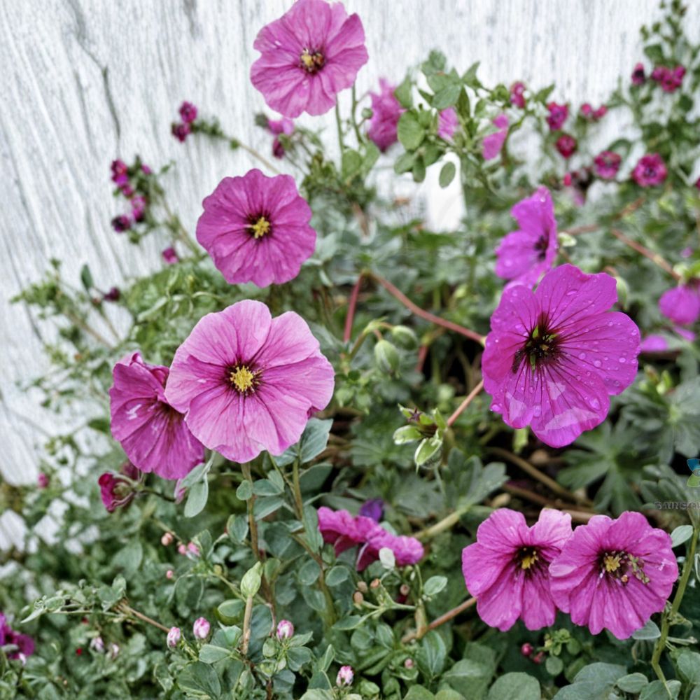 Subcaulescens Geranium Seeds – Hardy Perennial Flower Seeds for Borders & Containers – Vibrant Magenta Blooms, Pollinator Friendly, Geranium subcaulescens