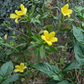 Yellow Jasmine Seeds 25 Count Gelsemium sempervirens Carolina Jessamine Fragrant Florida Native Climber