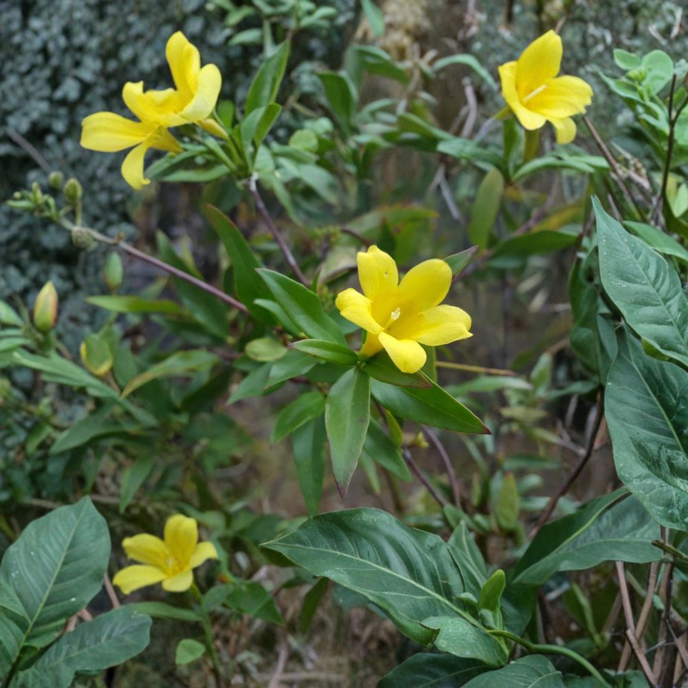 Yellow Jasmine Seeds 25 Count Gelsemium sempervirens Carolina Jessamine Fragrant Florida Native Climber