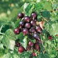 Jostaberry Plant – Thornless Berry Shrub, Edible Fruit, Ribes × nidigrolaria, Zones 3–8
