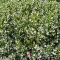 Star Jasmine Cuttings 10 Pack | Trachelospermum jasminoides | Fragrant Climbing Vine Propagation | Evergreen Garden Plant