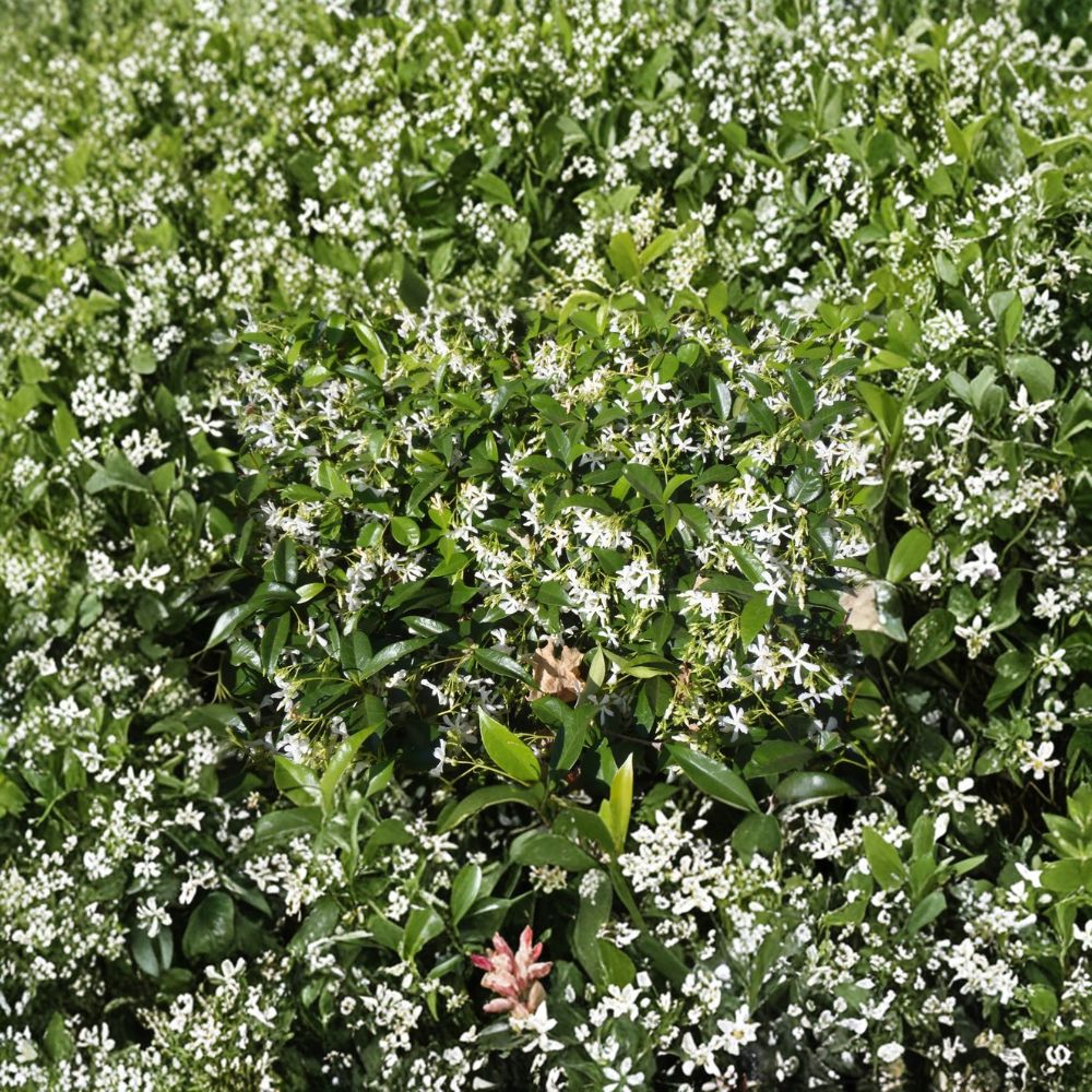 Star Jasmine Cuttings 10 Pack | Trachelospermum jasminoides | Fragrant Climbing Vine Propagation | Evergreen Garden Plant