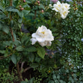 Gardenia Jasminoides Seeds 200+ Pack | Fragrant White Flowers | Evergreen Shrub for Indoor & Outdoor Gardens