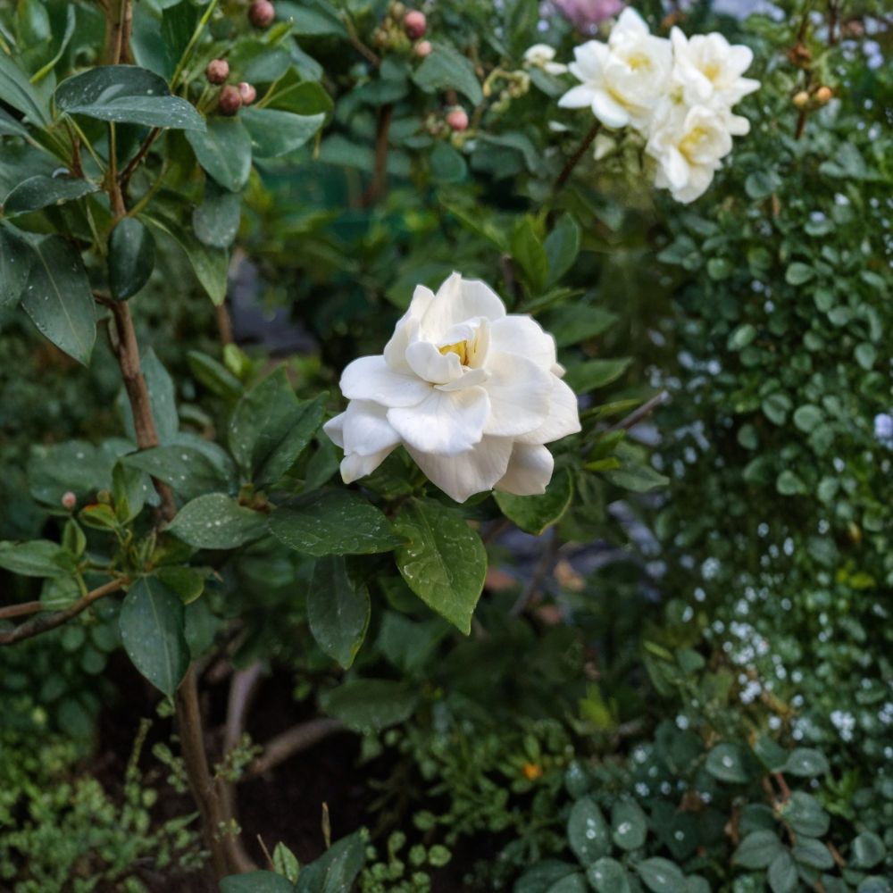 Gardenia Jasminoides Seeds 200+ Pack | Fragrant White Flowers | Evergreen Shrub for Indoor & Outdoor Gardens