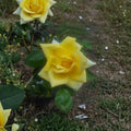 Oregold Grandiflora Rose – Live Bush Plant with Bright Yellow Blooms, 3 Gallon Deciduous Flowering Shrub for Garden & Landscape
