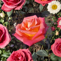 Mikado Hybrid Tea Rose Plant – 2 Gallon Live Rose Bush with Scarlet & Yellow Blooms, Hardy Flowering Shrub for Garden & Cut Flowers