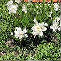 Frost Proof Gardenia Live Plant 1QT | Fragrant Evergreen Shrub | Gardenia jasminoides 'Frost Proof' | Cold Hardy Hedge