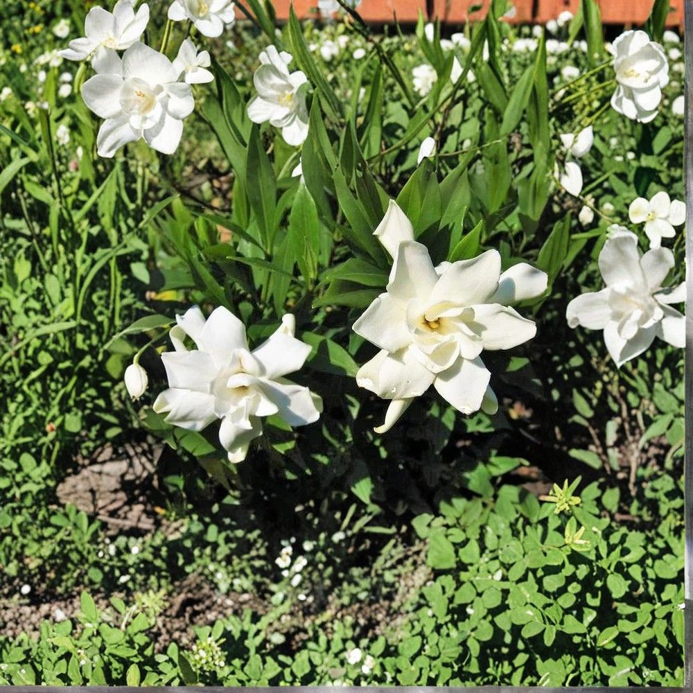 Frost Proof Gardenia Live Plant 1QT | Fragrant Evergreen Shrub | Gardenia jasminoides 'Frost Proof' | Cold Hardy Hedge