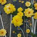 Gold Glow Hybrid Tea Rose – Live 1-Gallon Plant with Bright Yellow Fragrant Blooms, Easy Care Garden Rose, Flowering Shrub