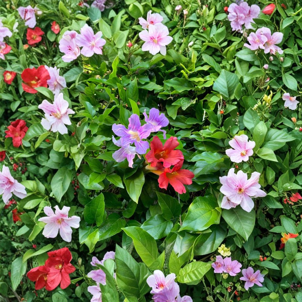 Trumpet Vine Cuttings Combo – Organic Scarlet & Violet Climbing Vines, Pollinator Friendly, 16 Pack