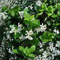 Confederate Star Jasmine Vine 1QT Live Plant | Fragrant Evergreen Climbing Vine | Trachelospermum jasminoides for Trellis & Groundcover