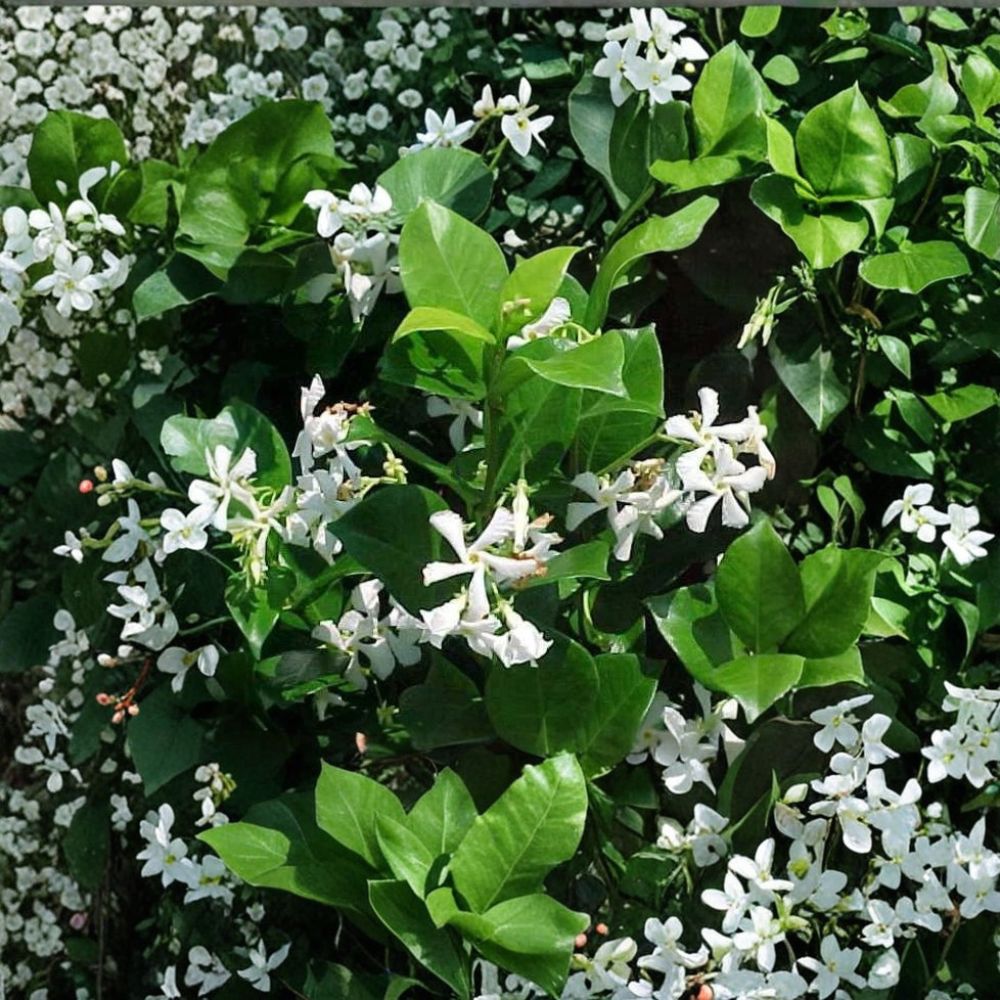 Confederate Star Jasmine Vine 1QT Live Plant | Fragrant Evergreen Climbing Vine | Trachelospermum jasminoides for Trellis & Groundcover