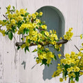 Carolina Jasmine Seeds – Fragrant Yellow Climbing Vine, Evergreen Gelsemium sempervirens, Fast-Growing, Drought-Tolerant, 10 Seeds