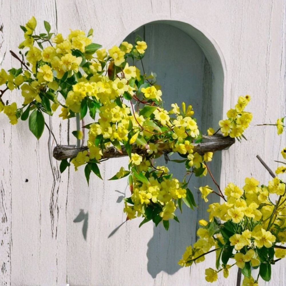 Carolina Jasmine Seeds – Fragrant Yellow Climbing Vine, Evergreen Gelsemium sempervirens, Fast-Growing, Drought-Tolerant, 10 Seeds