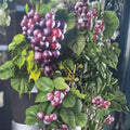 Black Jumbo Muscadine Grape Vine – 3 Gallon Female Vitis rotundifolia Live Plant for Vineyard & Garden