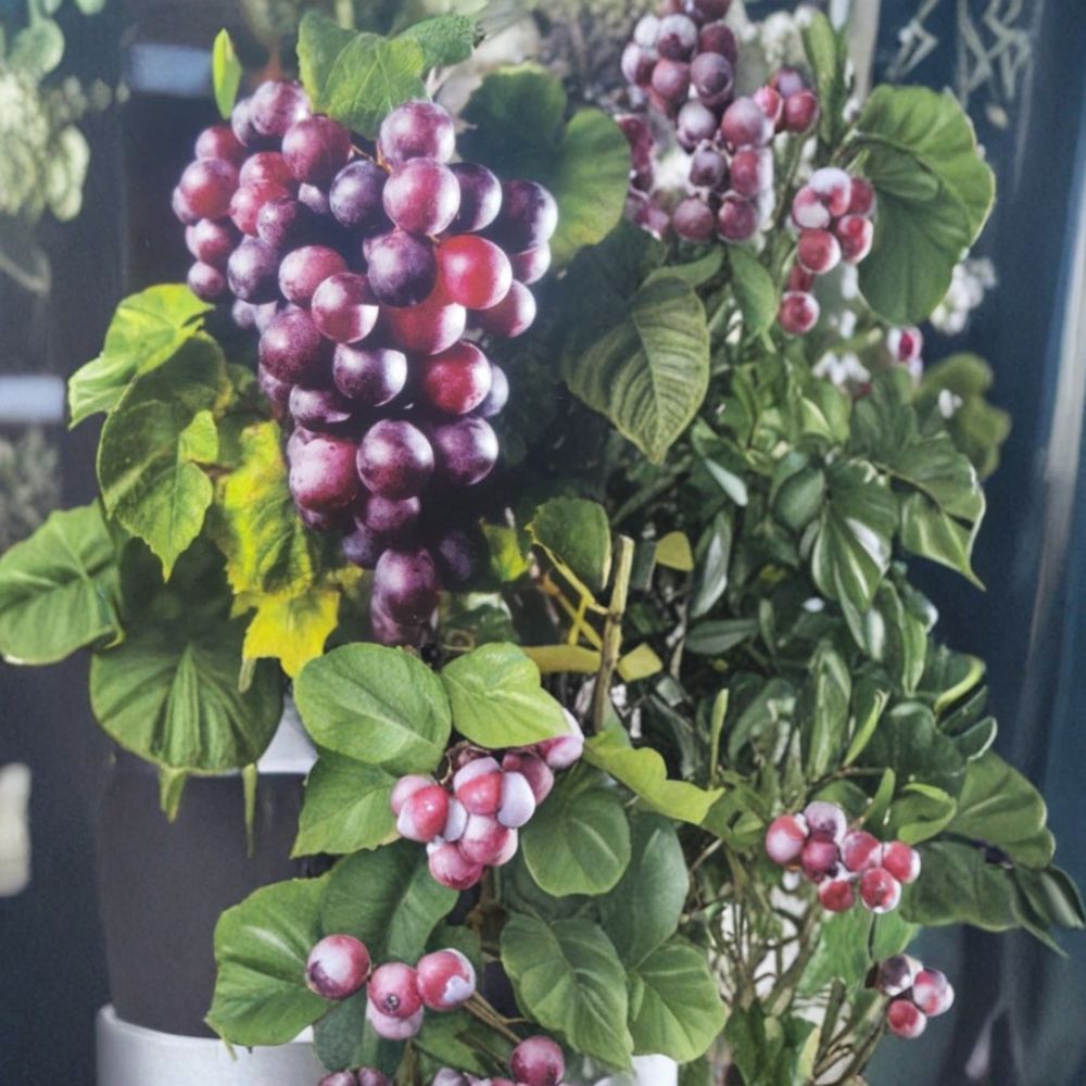 Black Jumbo Muscadine Grape Vine – 3 Gallon Female Vitis rotundifolia Live Plant for Vineyard & Garden
