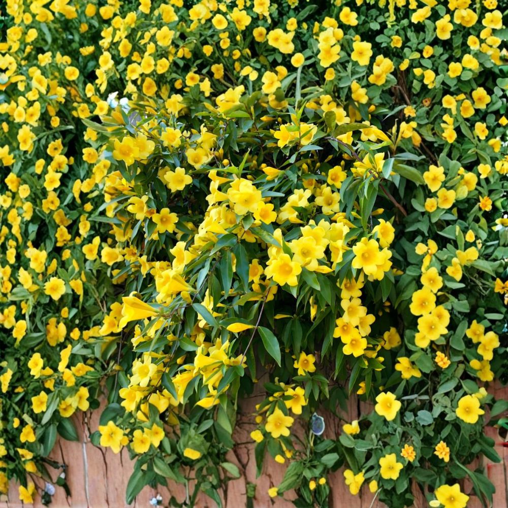 Carolina Jasmine Live Plant – 4–6 Inch Starter Vine with Fragrant Yellow Flowers Gelsemium sempervirens Climbing Outdoor Vine