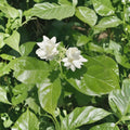 Jasmine Sambac Live Plant – 10 Inches Tall in 3.5-Inch Pot, Fragrant White Flowers, Indoor & Patio Houseplant, Arabian Jasmine Botanical Name