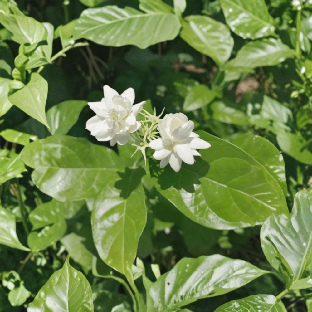 Jasmine Sambac Live Plant – 10 Inches Tall in 3.5-Inch Pot, Fragrant White Flowers, Indoor & Patio Houseplant, Arabian Jasmine Botanical Name