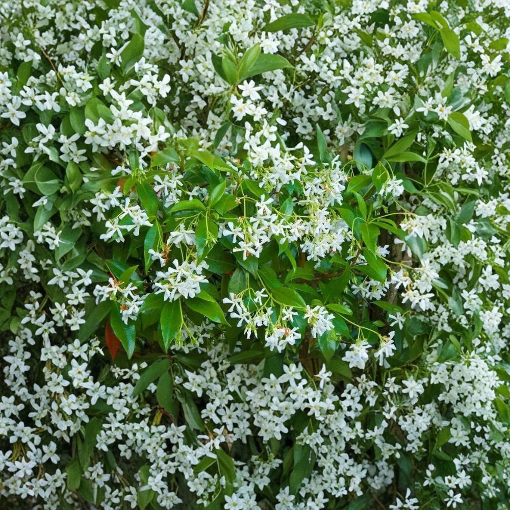 Rare Star Jasmine Cuttings – Unrooted Propagation Material for Fragrant Climbing Vine – Trachelospermum jasminoides