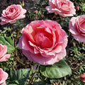 Live Pink Rose Bush Plant – Princesse de Monaco Grandiflora Rose, 3 Gallon, Bi-Color Blooms, Garden Shrub, Easy to Grow
