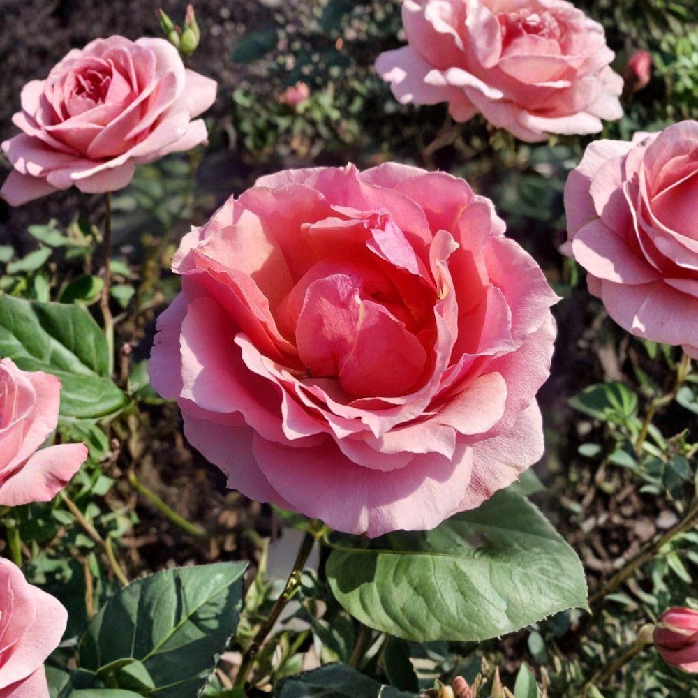 Live Pink Rose Bush Plant – Princesse de Monaco Grandiflora Rose, 3 Gallon, Bi-Color Blooms, Garden Shrub, Easy to Grow