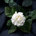 Grand Duke of Tuscany Jasmine Live Plant | 8–15 Inches Tall | Double White Fragrant Blooms | Jasminum sambac Indoor Plant