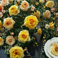 St. Tropez Floribunda Rose – 3 Gallon Live Bush Plant, Vibrant Blooming, Easy Care Flowering Shrub, Rosa