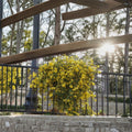 Margarita Carolina Jessamine Live Starter Plant – Fragrant Yellow Vine, Evergreen Climber, Gelsemium sempervirens