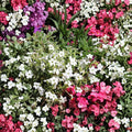 Nicotiana alata Seeds – 500 Pack | White Jasmine Night Blooming Flowers | Fragrant Pollinator Garden Seeds | Non-GMO