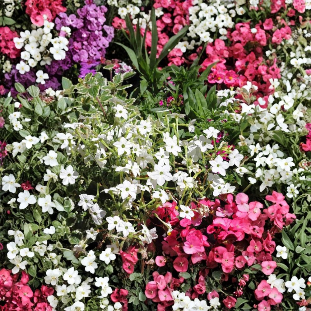 Nicotiana alata Seeds – 500 Pack | White Jasmine Night Blooming Flowers | Fragrant Pollinator Garden Seeds | Non-GMO