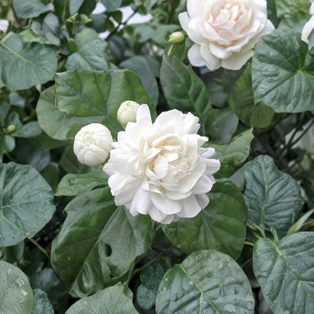 Grand Duke of Tuscany Jasmine Plant | Double White Fragrant Arabian Jasmine | Rooted Potted Jasminum sambac Starter