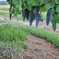 Pinot Noir Grape Vine – Live Self-Fertile Fruit Plant | Vitis vinifera for Vineyard, Backyard Garden, Edible Landscape