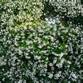Madison Hardy Star Jasmine Seeds – Cold Hardy Fragrant Vine Trachelospermum jasminoides ‘Madison’ for Outdoor & Indoor Growing