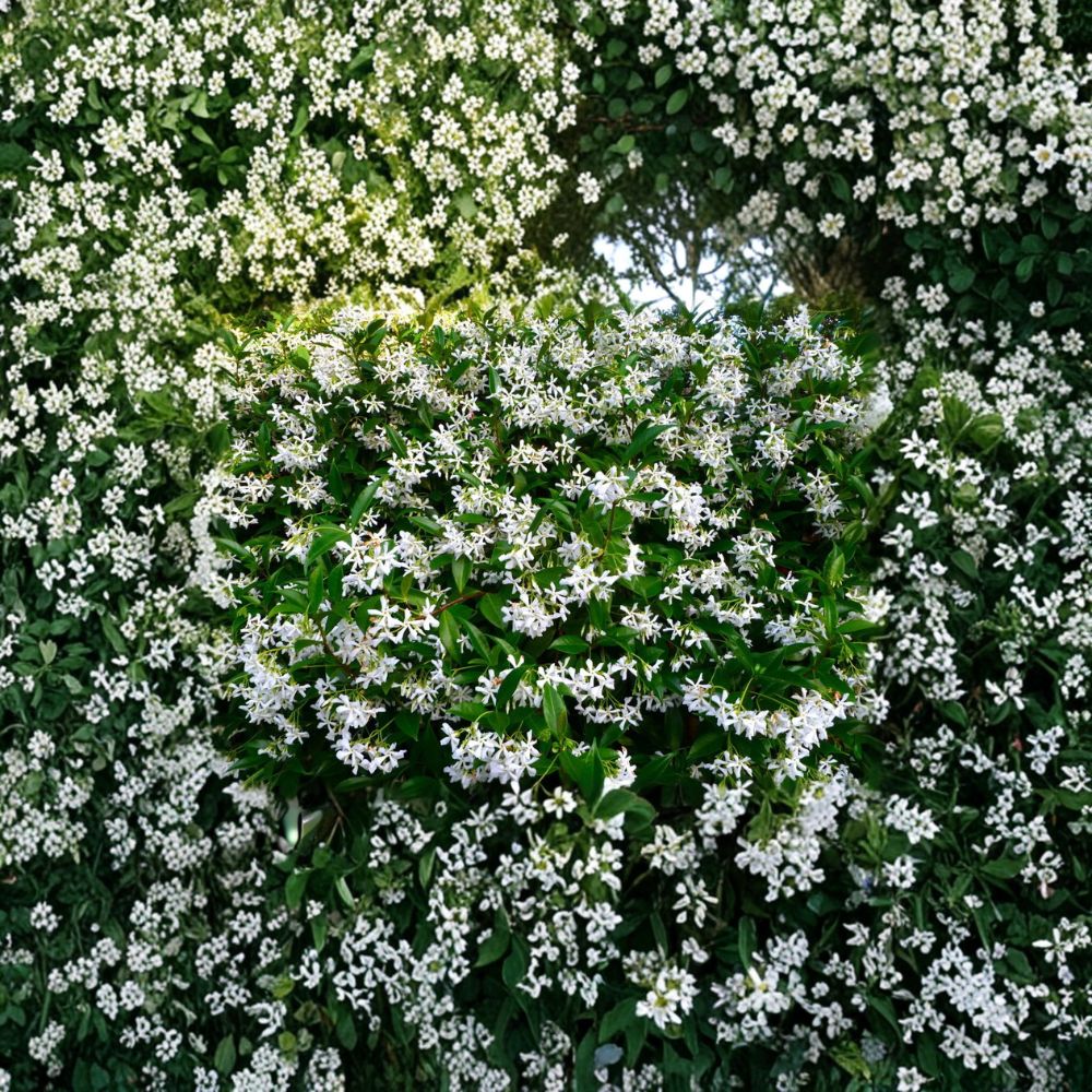 Madison Hardy Star Jasmine Seeds – Cold Hardy Fragrant Vine Trachelospermum jasminoides ‘Madison’ for Outdoor & Indoor Growing