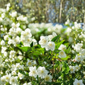 White Jasmine Seeds – 25 Pack, Fragrant White Flowers, Bonsai & Indoor Outdoor Plant, Jasminum spp.