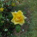 Oregold Grandiflora Rose – Yellow Live Bush Plant, 2 Gallon, Bright Golden Blooms, Landscape Rose, Deciduous Shrub