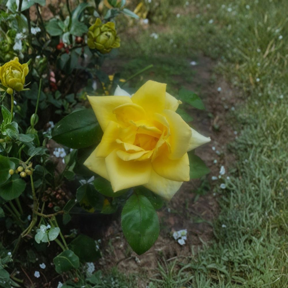 Oregold Grandiflora Rose – Yellow Live Bush Plant, 2 Gallon, Bright Golden Blooms, Landscape Rose, Deciduous Shrub