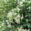 Night Blooming Jasmine Plants Set of 2 | Fragrant Cestrum nocturnum Shrubs for Patio & Garden | Easy Care Live Starter Plants